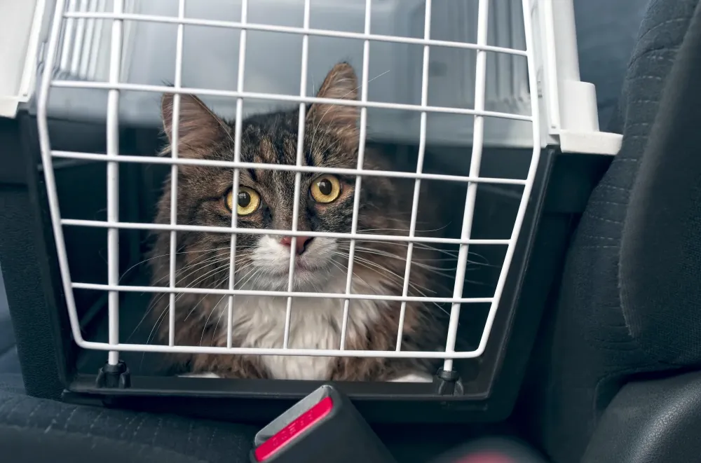transport d'animaux à Saint-Aignan