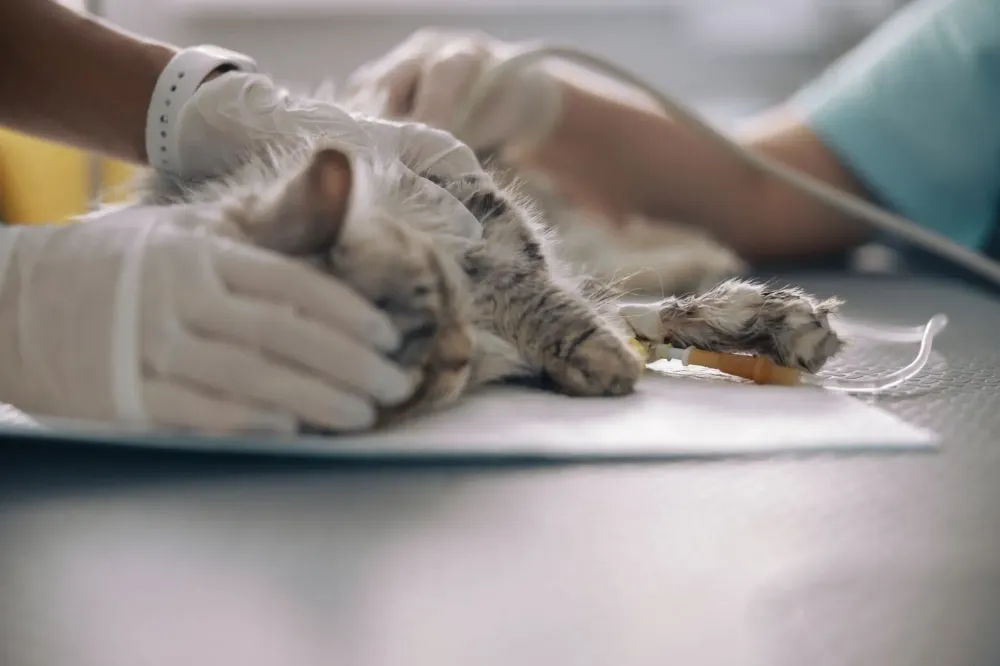 transport chien et chat