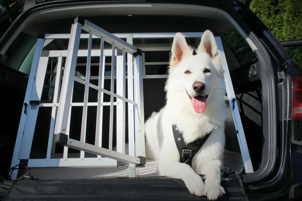 transport chien